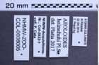Etiketten zu Aeoloides holzschuhi (NHMW-ZOO-COL-0008005)